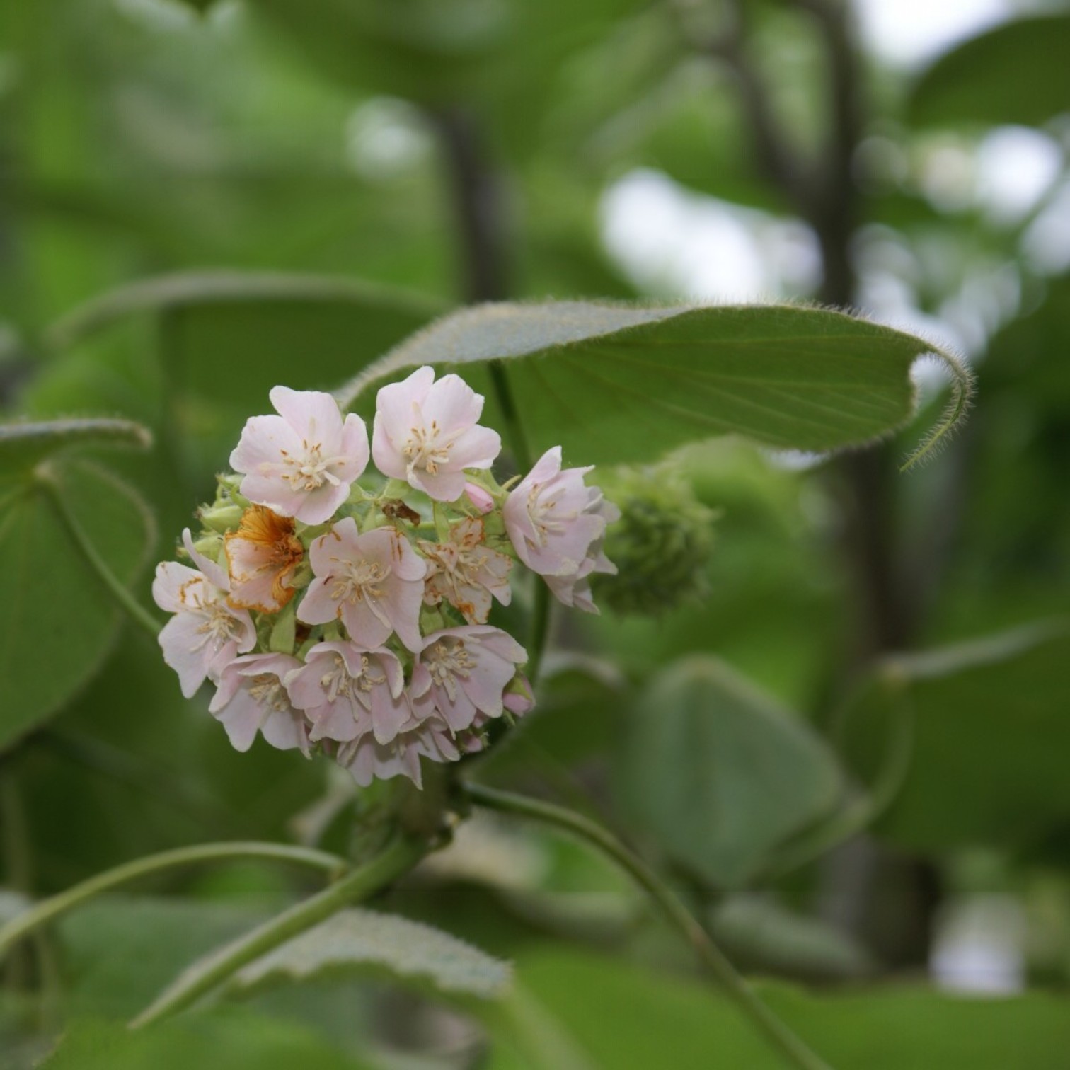 Exotic Dombeya Flower Live Plant for Home and Office Garden